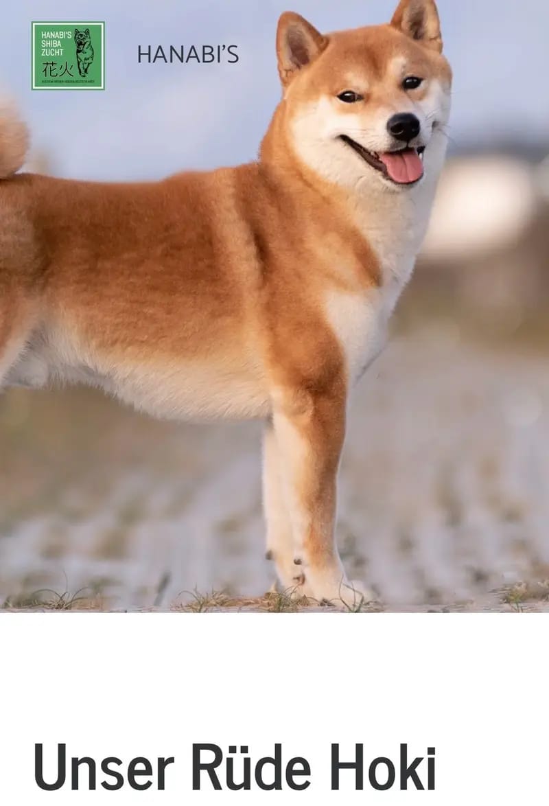 HANABI‘S Shibas gallery image 4