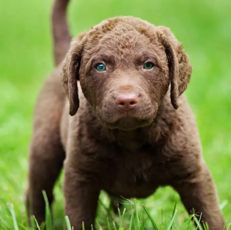 Chesapeake Bay Retriever – Hunderasse
