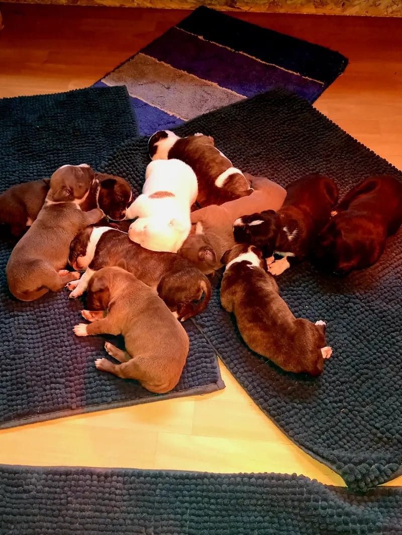 Burnhardt's American XXl Bully 2 gallery image 4