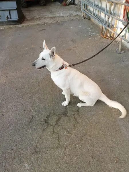Weisse Schäferhunde vom Meibels Knapp gallery image 2