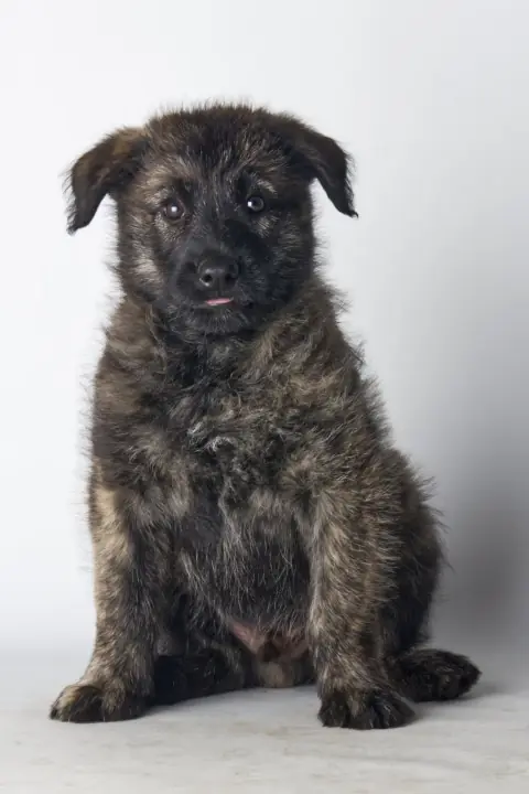 Hasenhirsch Lasse – Bouvier des Ardennes – 图片 2