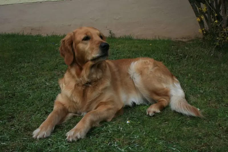 Golden Retriever vom Veitenstein gallery image 2