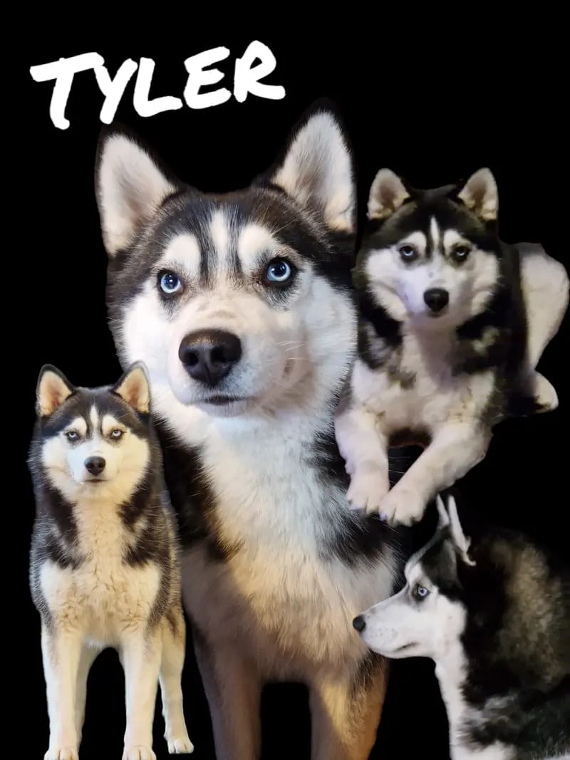Mystic Falls Pomsky Minihuskys gallery image 4