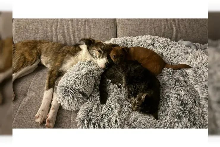 Skai gallery image 3