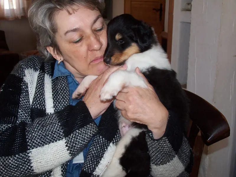 Collies of Amarsis gallery image 2