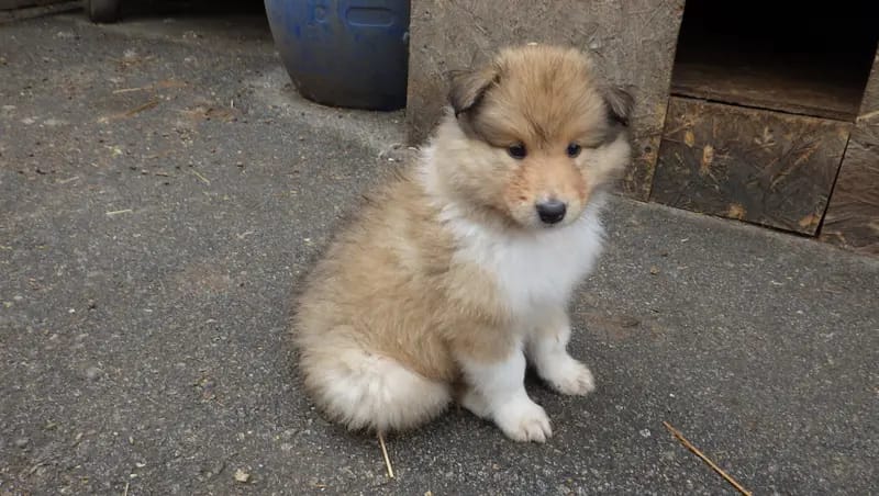 collies und Shelties from little America gallery image 4