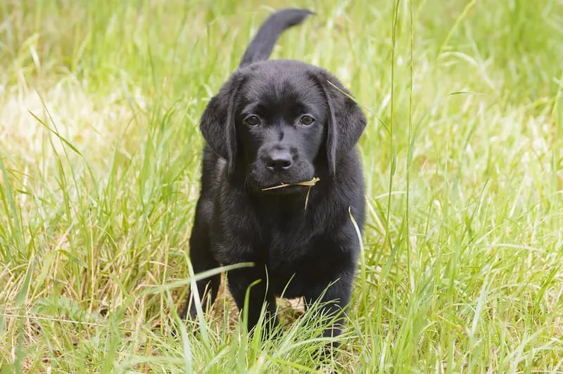 Clumsy Puppies gallery image 2
