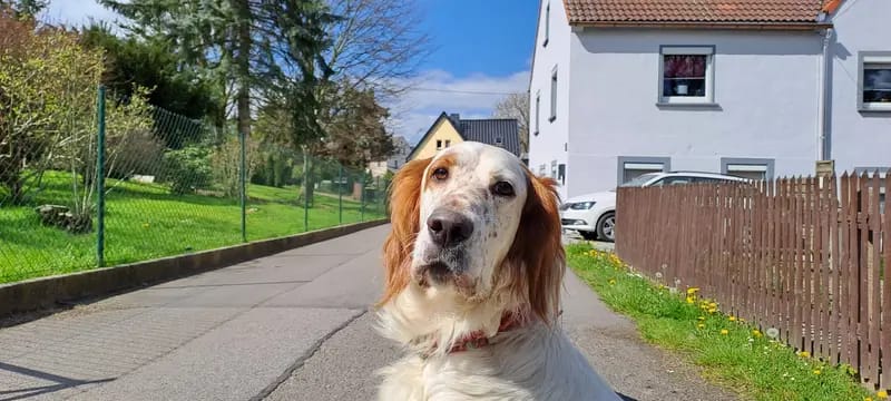 Gordon Setter und englische Setter aus Sachsen gallery image 4