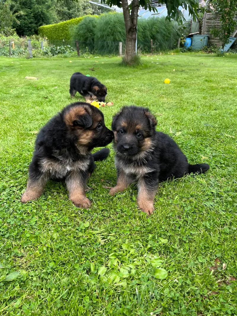 Schäferhundezucht vom Land Mecklenburg – Deutscher Schäferhund – Bild 2
