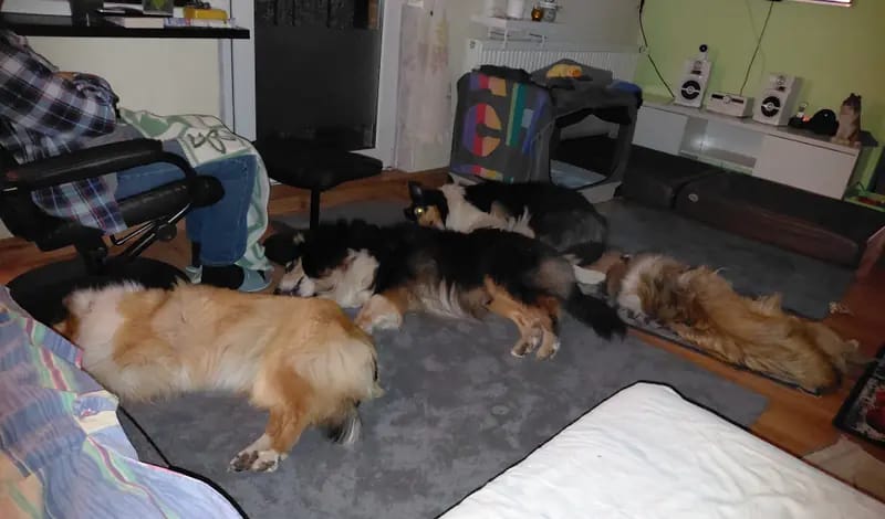 Collies from Brokeback Mountain gallery image 2