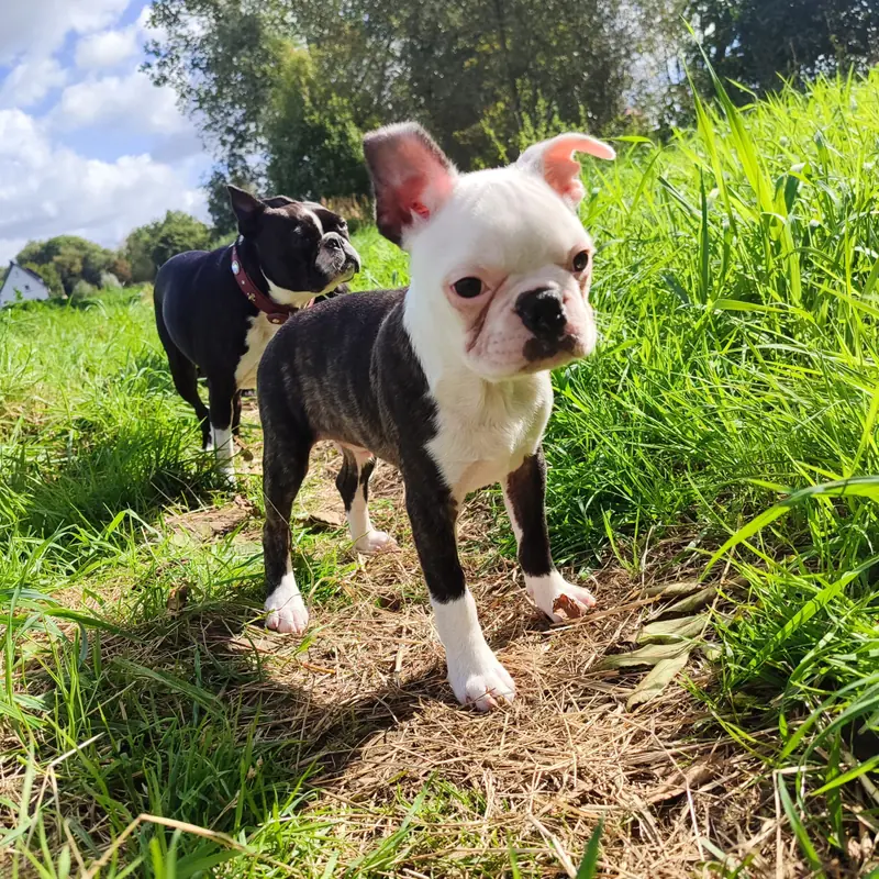 Ash – Boston Terrier幼犬 – 图片 2