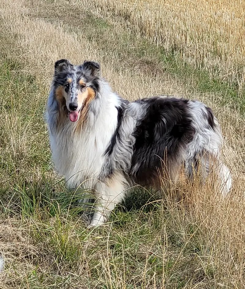 Collies from Jenna's World gallery image 4