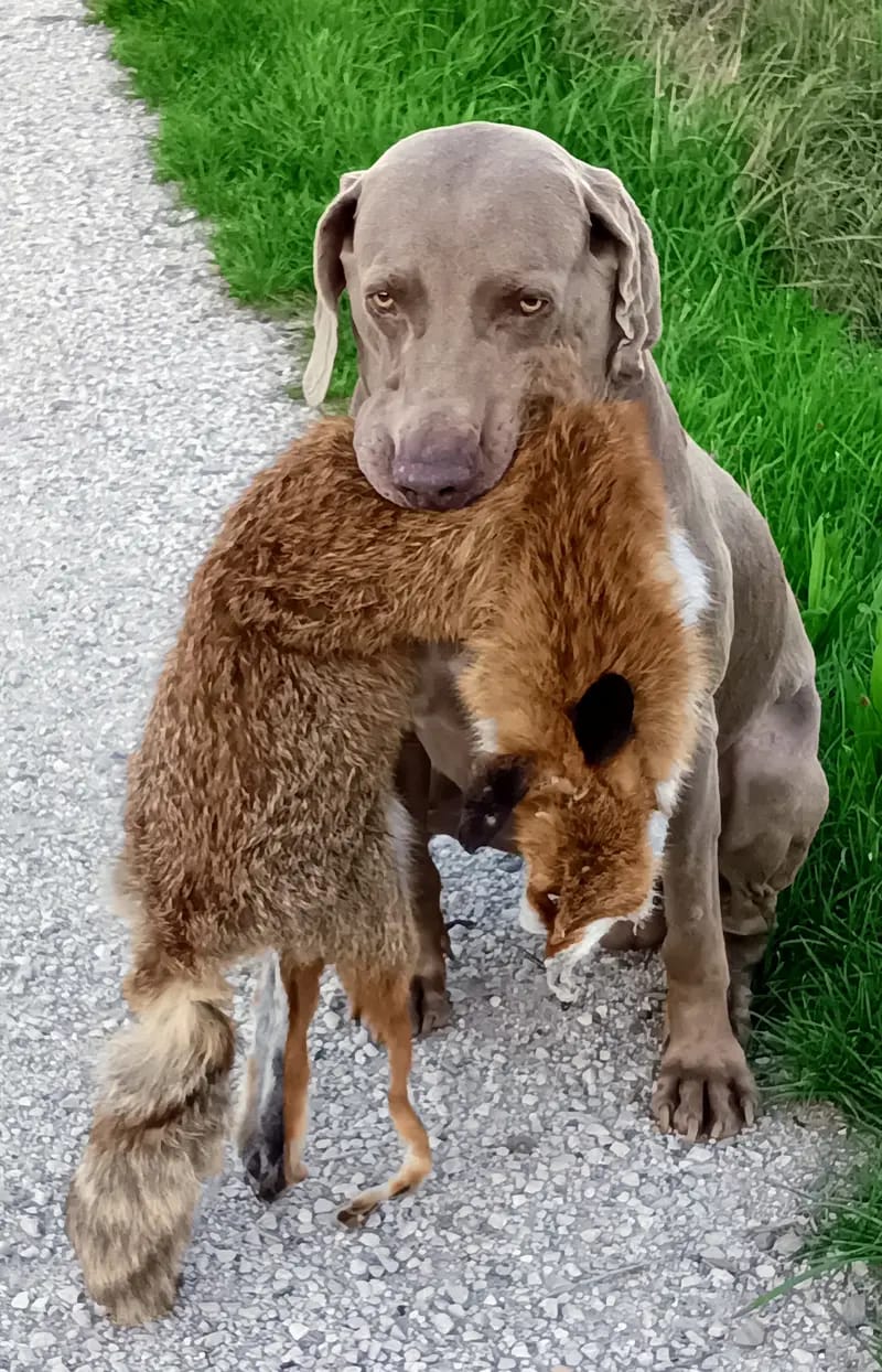 Weimaraner vom Neufnachtal gallery image 4