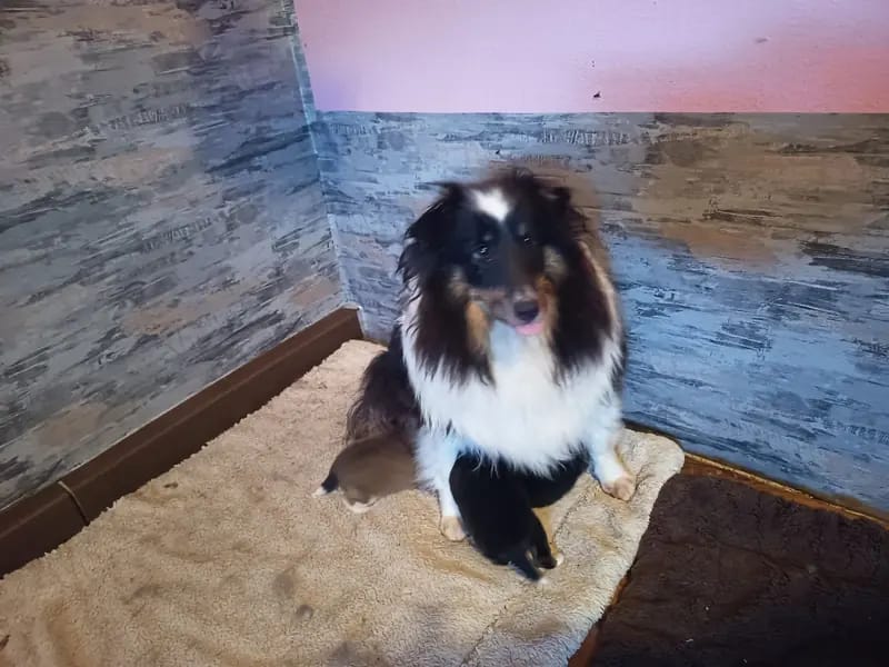 Štěně Shetland Sheepdog – Foto 3