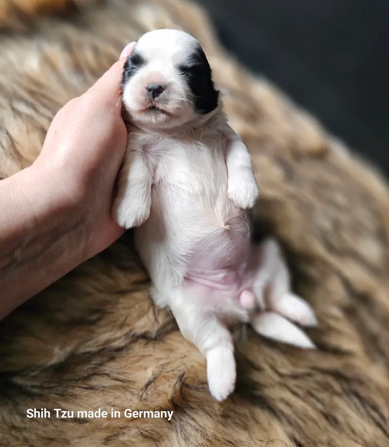 Amelie – štěně Shih Tzu – Foto 4