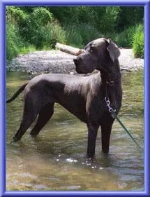 Doggen vom Blu-Beleza gallery image 2