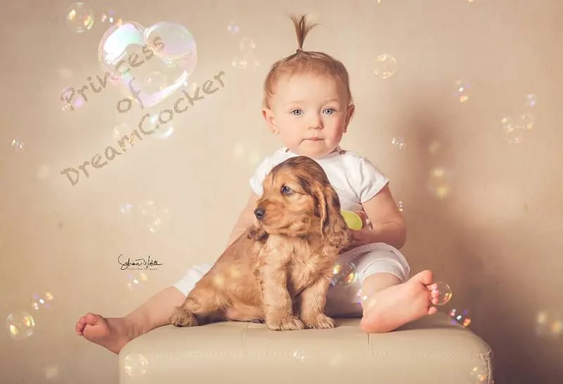 English cocker spaniel gallery image 3