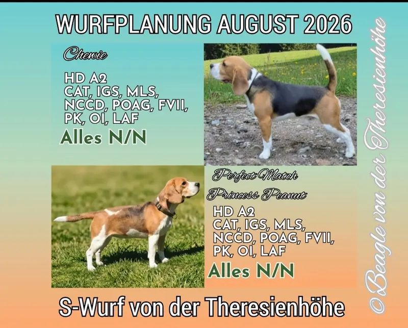 Wurfankündigung BEAGLE – Chiot Beagle – Photo 2