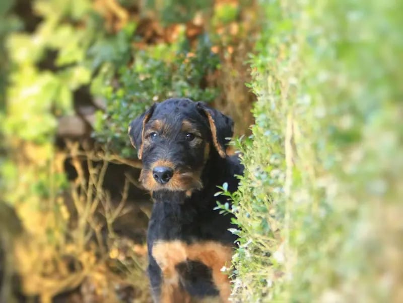 Airedale Terrier - Welpen – جرو Airedale Terrier – صورة 3
