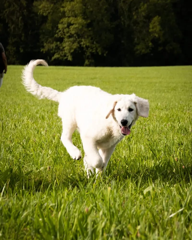Kuvasz Zucht von der Hohen Steige gallery image 2