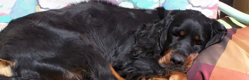 Malibu (Rüde 6 blau-bunt) – štěně Gordon Setter – Foto 3