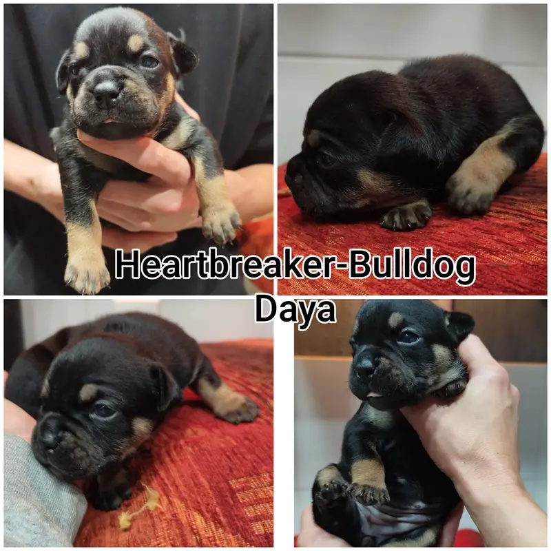 Daya – štěně Old English Bulldog – Foto 3