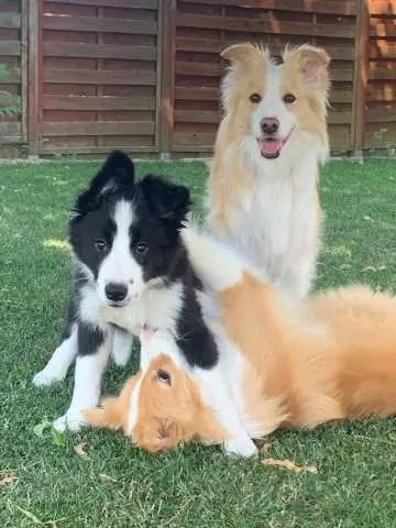 Border Collies Charming-Souls-on-Paws gallery image 4