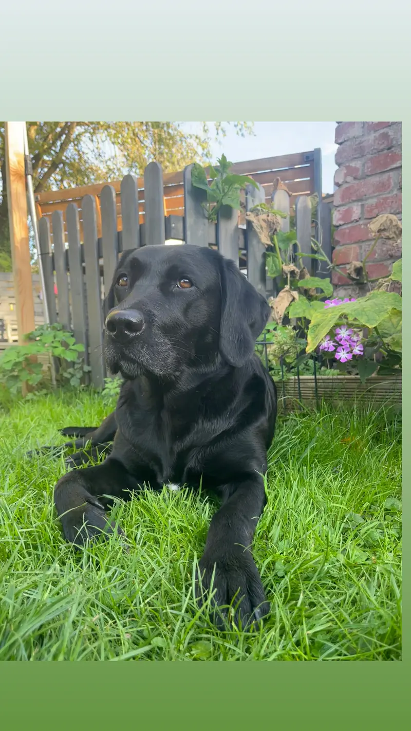Black Betty von der Kastanienallee – Labrador Retriever – Bild 3