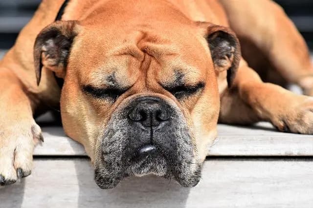 Continental Bulldog (Nationale Rasse) – Hunderasse
