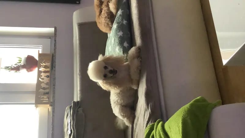 Nucleus Line Poodle gallery image 3