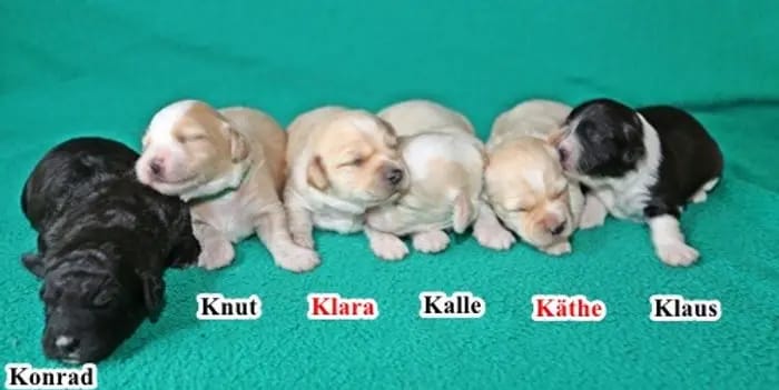 Kalle – Havaneser Puppy – Photo 3
