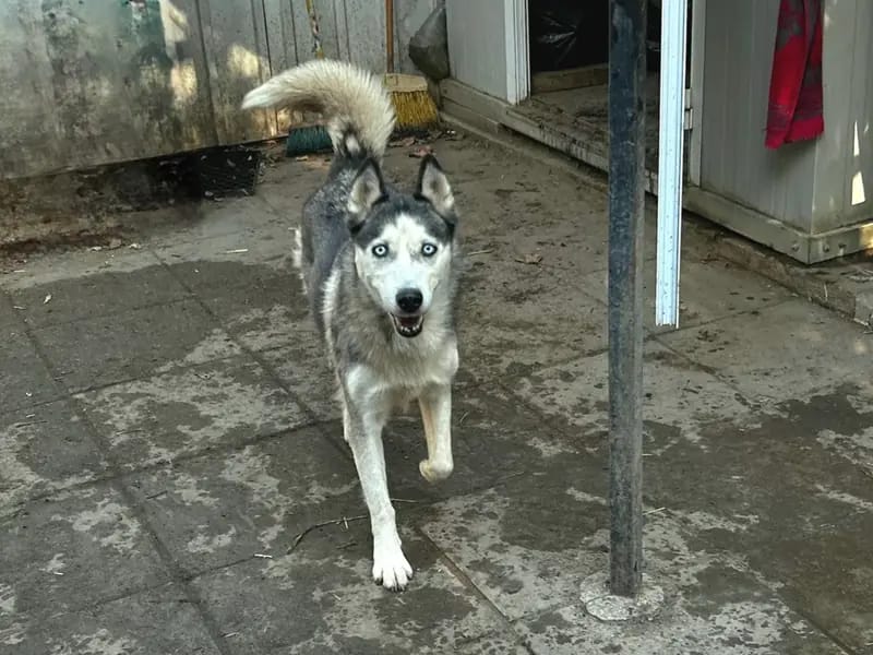 Freya – Husky – Zdjęcie 3