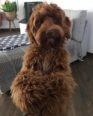 Bink(y) – Australian Labradoodle – Billede 4