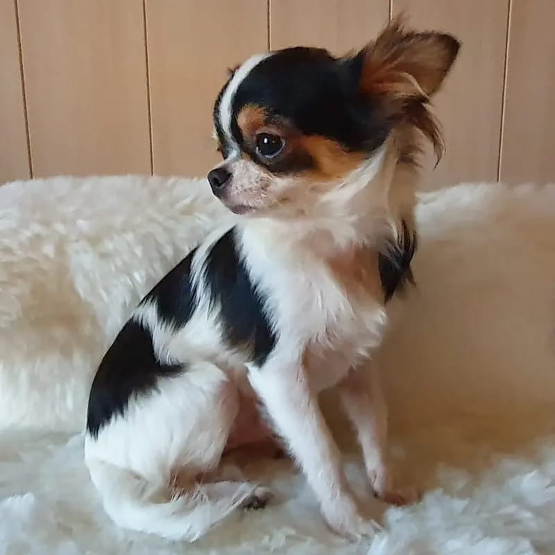 Chihuahuas Vom Sonnenberg gallery image 3