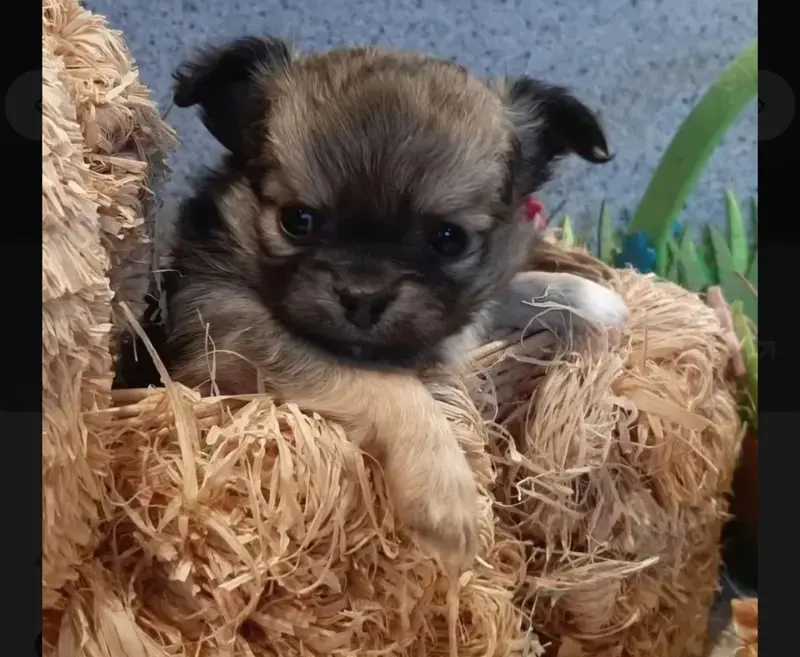 Chihuahua Welpen, ein echter Hingucker, Vereinszucht – štěně Chihuahua – Foto 3