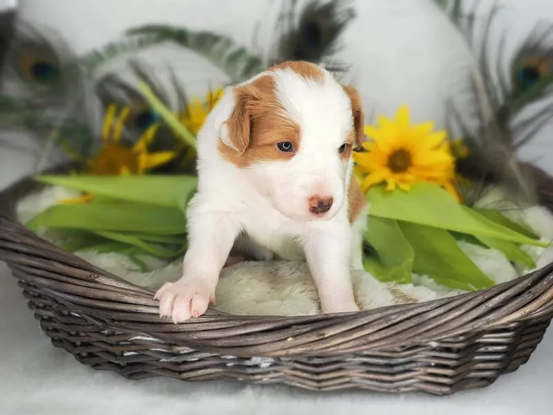 Sookie gallery image 3