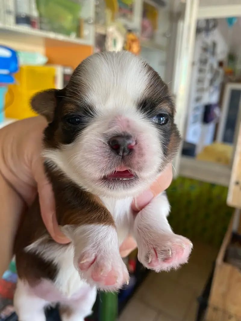 Shih Tzu von Cyname’s gallery image 4