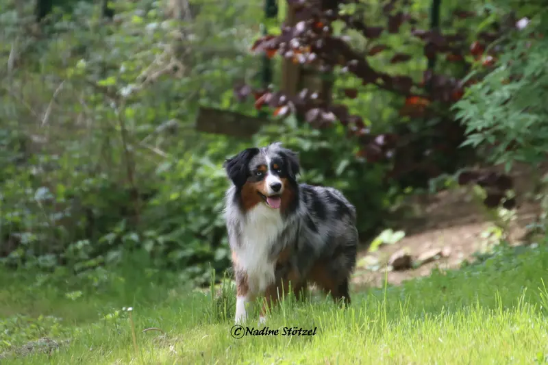 Monreal's Jack Sparrow – Australian Shepherd – Foto 3