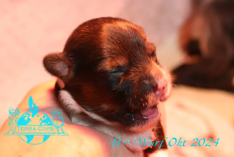 Hu Tao Aki Yama in Terra Civis – štěně Chinese Crested Dog – Foto 4