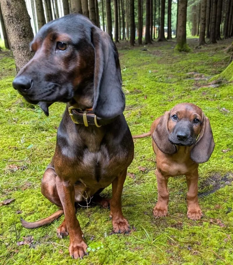 Bayerischer Gebirgsschweisshund Puppy – Photo 3
