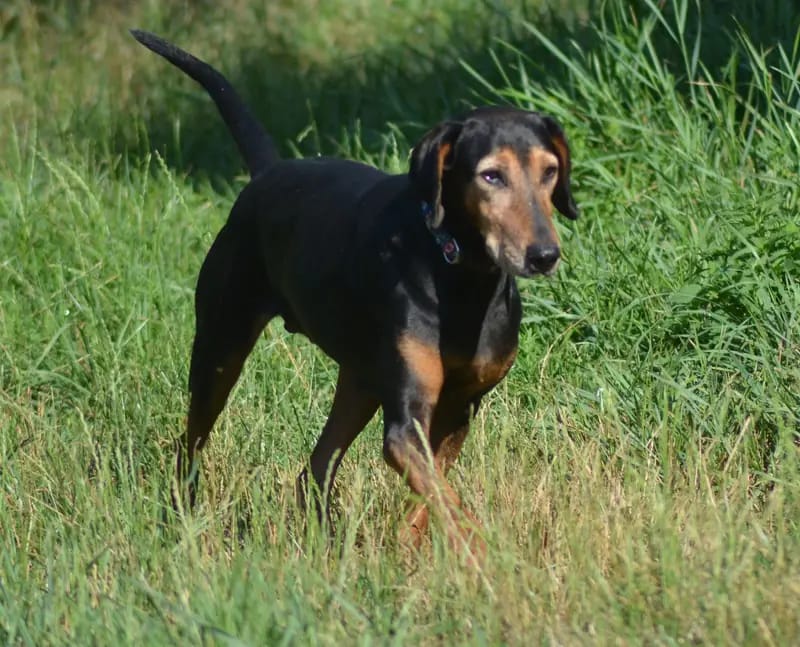 Laufhund / Hündin gallery image 4
