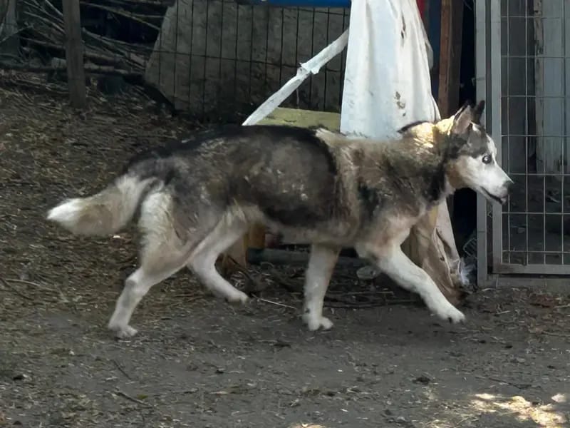 Freya – Husky – Zdjęcie 4