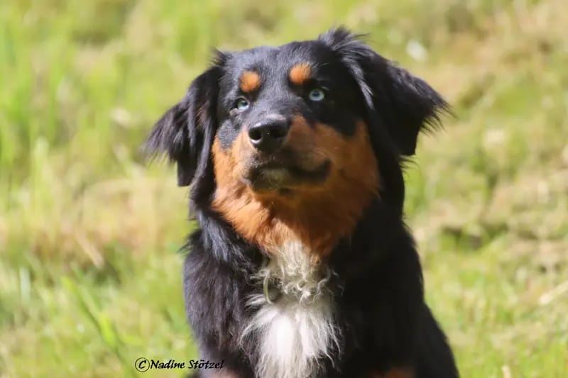 Monet (Ragnar) of Witch's Castle – Australian Shepherd – صورة 2