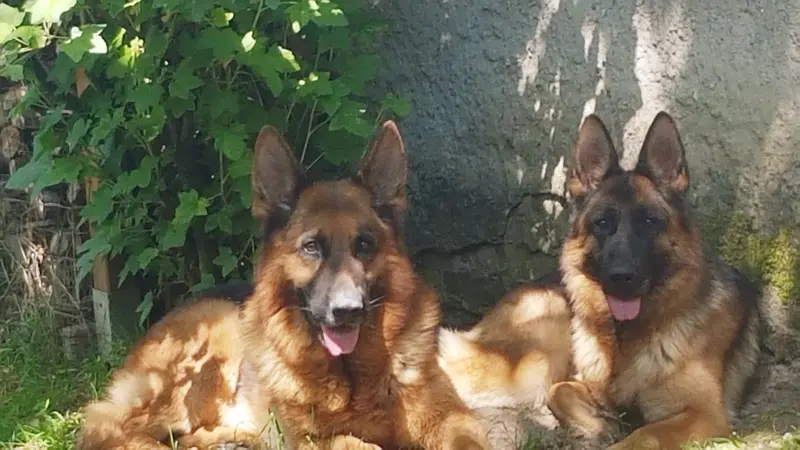 Frank Herholz – Deutscher Schäferhund – Photo 3