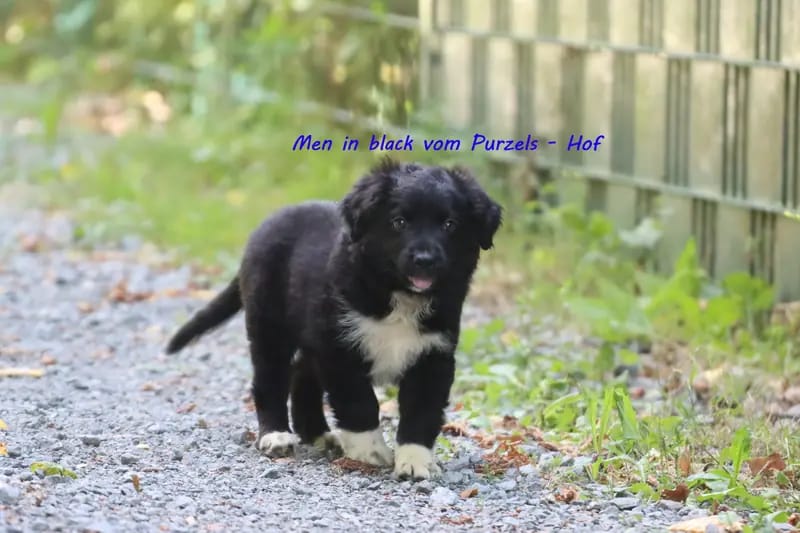 Men in black – щенок Australian Shepherd – Фото 2