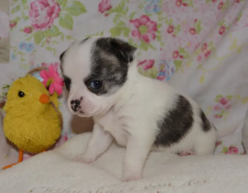 Chihuahua Rüde mit Stammbaum – štěně Chihuahua – Foto 2