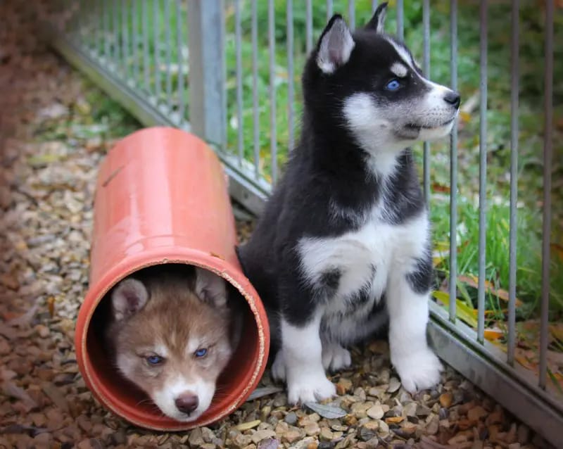Huskykennel of Snow Wolf Valley gallery image 3
