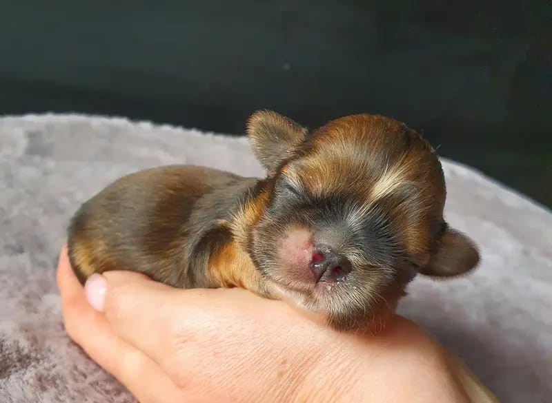Shih Tzu made in Germany gallery image 3