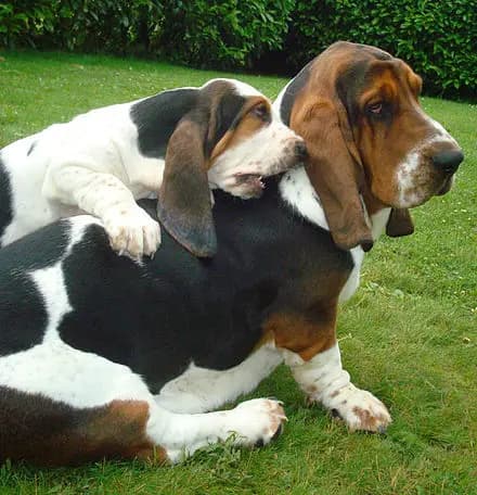 Basset Hound – dog breed