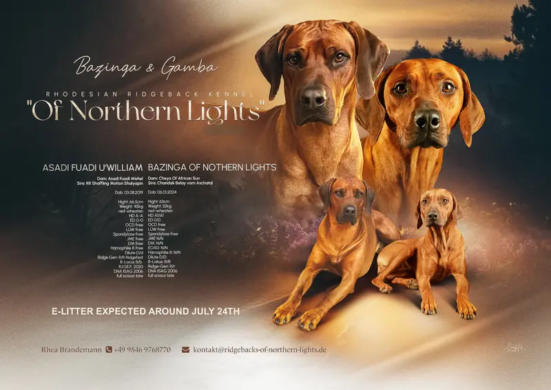 Frau Hellgrün – Rhodesian Ridgeback Welpe – Bild 2